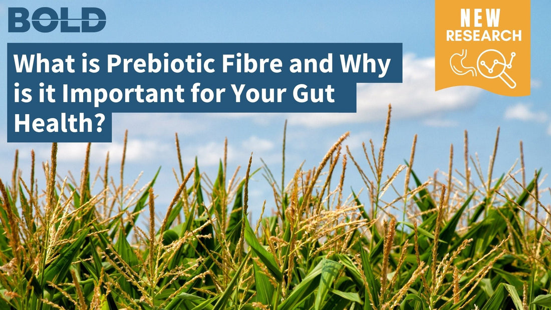 What is Prebiotic Fibre and Why is it Important for Your Gut Health?